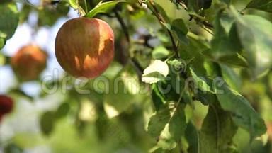 树枝上有机红苹果，果园上有水果准备采摘